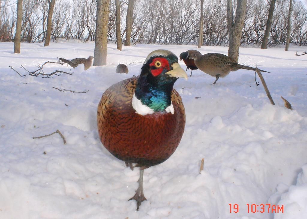 More Pheasant trail cam pics 022510 Duck Hunting Forum
